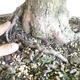 Venkovní bonsai - Lípa srdčitá - Tilia cordata - 5/5