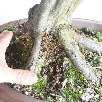 Venkovní bonsai - Habr obecný - Carpinus betulus - 5