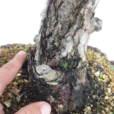 Venkovní bonsai - Pinus Sylvestris - Borovice lesní - 5