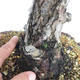Venkovní bonsai - Pinus Sylvestris - Borovice lesní - 5/5