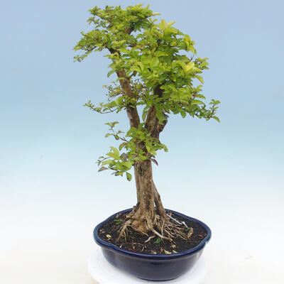 Pokojová bonsai - Duranta erecta Aurea - 5
