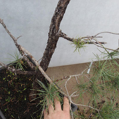 Yamadori - Pinus sylvestris - borovice lesní - 5