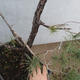 Yamadori - Pinus sylvestris - borovice lesní - 5/6