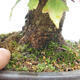 Venkovní bonsai - Javor Buergerianum - Javor Burgerův - 5/6