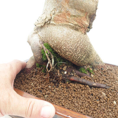 Venkovní bonsai - Acer Buergerianum - Javor Burgerův - 5