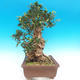 Pokojová bonsai - Olea europaea sylvestris -Oliva evropská drobnolistá - 5/6