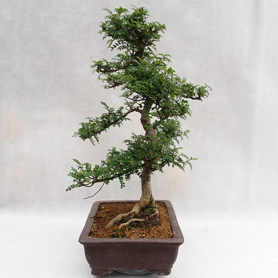 Pokojová bonsai - Zantoxylum piperitum - Pepřovník PB2191200 - 5