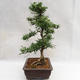 Pokojová bonsai - Zantoxylum piperitum - Pepřovník PB2191200 - 5/5