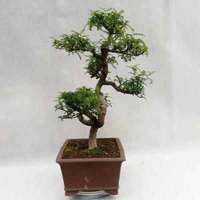 Pokojová bonsai - Zantoxylum piperitum - Pepřovník PB2191201 - 5