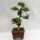 Pokojová bonsai - Zantoxylum piperitum - Pepřovník PB2191201 - 5/5