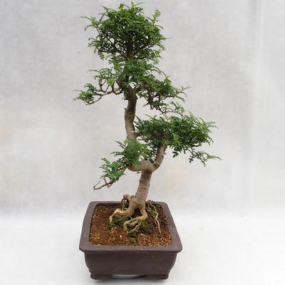 Pokojová bonsai - Zantoxylum piperitum - Pepřovník PB2191202 - 5