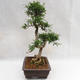 Pokojová bonsai - Zantoxylum piperitum - Pepřovník PB2191202 - 5/5