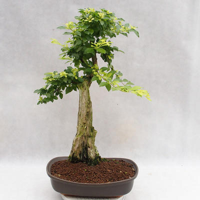 Pokojová bonsai - Duranta erecta Aurea PB2191203 - 5
