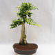 Pokojová bonsai - Duranta erecta Aurea PB2191203 - 5/7