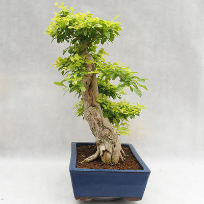 Pokojová bonsai - Duranta erecta Aurea PB2191206 - 5