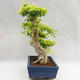 Pokojová bonsai - Duranta erecta Aurea PB2191206 - 5/7
