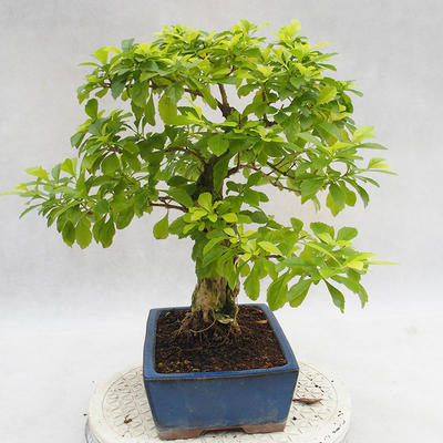 Pokojová bonsai - Duranta erecta Aurea PB2191208 - 5