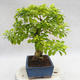 Pokojová bonsai - Duranta erecta Aurea PB2191208 - 5/6