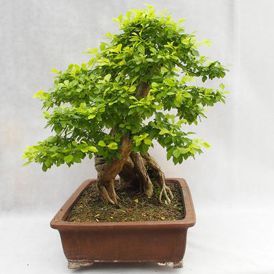 Pokojová bonsai - Duranta erecta Aurea PB2191210 - 5