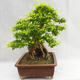 Pokojová bonsai - Duranta erecta Aurea PB2191210 - 5/7
