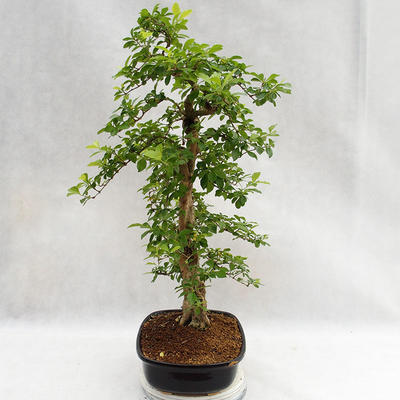 Pokojová bonsai - Duranta erecta Aurea PB2191211 - 5