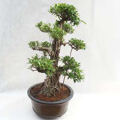 Pokojová bonsai - Ficus kimmen -  malolistý fíkus PB2191217 - 5