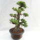 Pokojová bonsai - Ficus kimmen -  malolistý fíkus PB2191217 - 5/6