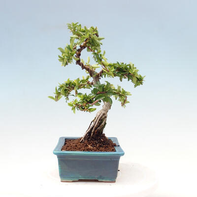 Venkovní bonsai-Pyracanta Teton -Hlohyně - 5