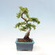 Venkovní bonsai-Pyracanta Teton -Hlohyně - 5/5
