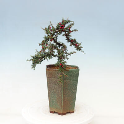 Venkovní bonsai-Cotoneaster microcarpa var.thymifolius-Skalník - 5