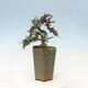 Venkovní bonsai-Cotoneaster microcarpa var.thymifolius-Skalník - 5/5