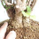Venkovní bonsai - Jinan dvoulaločný - Ginkgo biloba - 5/5