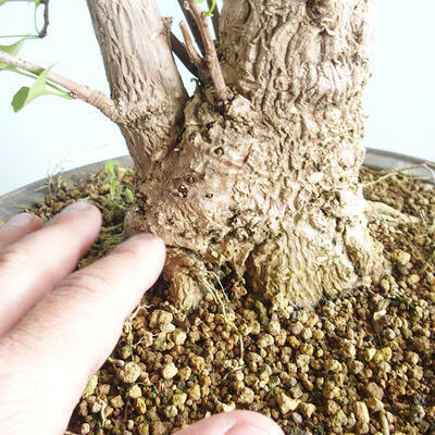 Venkovní bonsai - Jinan dvoulaločný - Ginkgo biloba - 5