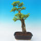 Pokojová bonsai - Duranta erecta Aurea - 5/7