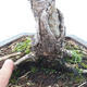 Venkovní bonsai -Larix decidua - Modřín opadavý - 5/6