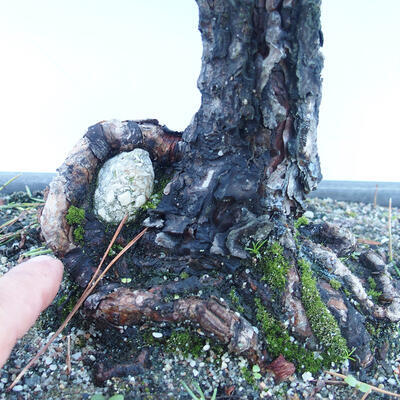 Venkovní bonsai - Pinus sylvestris - Borovice lesní - 5