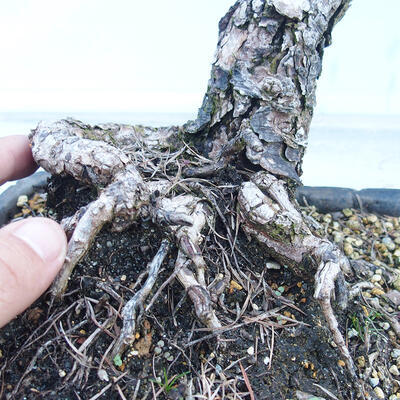Venkovní bonsai -Larix decidua - Modřín opadavý - 5