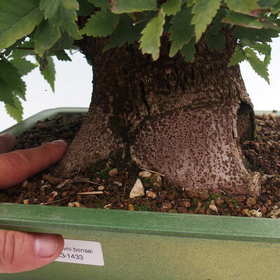 Venkovní bonsai - Zelkova - Zelkova serrata - 5