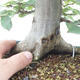 Venkovní bonsai -Carpinus  betulus - Habr obecný - 5/5