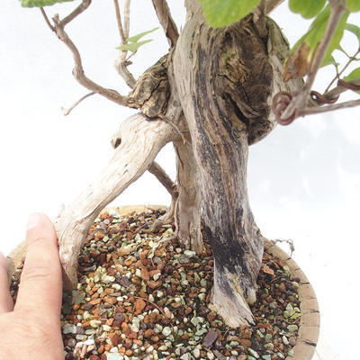 Venkovní bonsai - zimolez - Lonicera - 5