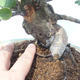 Venkovní  bonsai -  Pseudocydonia sinensis - Kdouloň čínská - 5/5