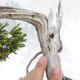 Venkovní bonsai - Juniperus sabina -Jalovec chvojka - 5/5