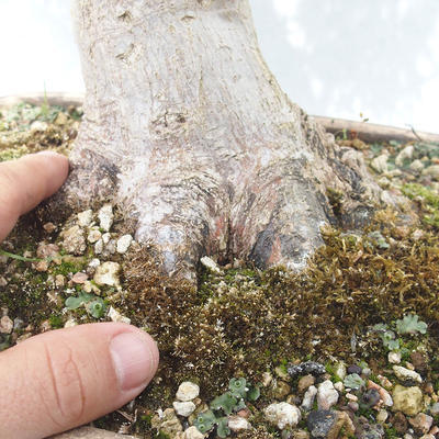 Venkovní bonsai -Javor dlanitolistý Acer palmatum - 5