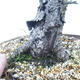 Venkovní bonsai -Larix decidua - Modřín opadavý - 5/6