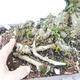 Venkovní bonsai - Malus halliana -  Maloplodá jabloň - 5/5