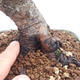 Venkovní bonsai - Pinus Mugo - Borovice kleč - 5/5