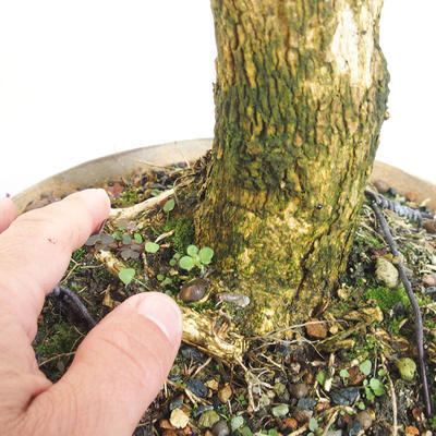 Venkovní bonsai - Buxus - 5