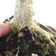 Venkovní bonsai - Buxus - 5/5