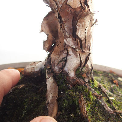 Venkovní bonsai- třezalka - Hypericum - 5