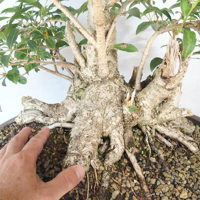 Venkovní bonsai - Zlatice - Forsythia - 5